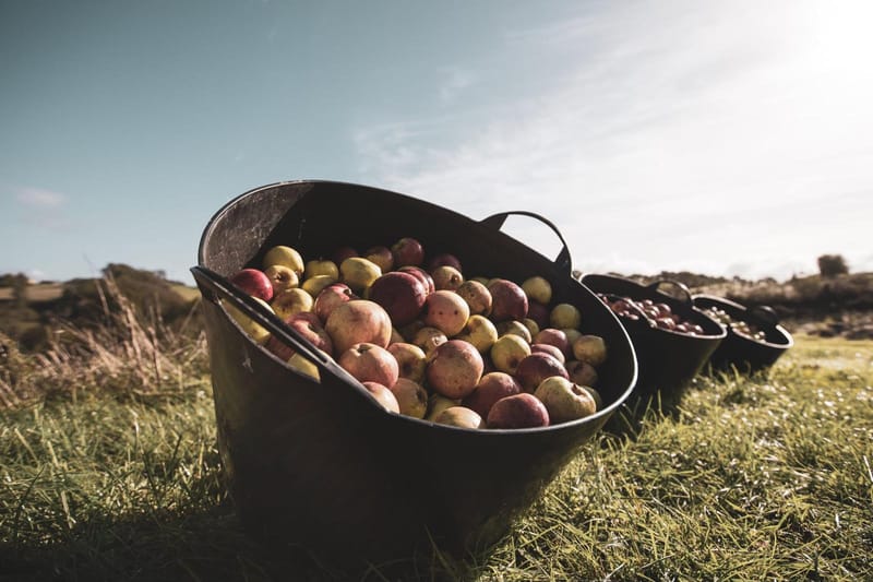 Black harvesting tubs filled with freshly picked heritage apples on green Welsh hills.