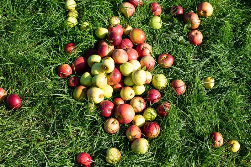 Overhead view of freshly picked red and green orchard apples grouped on lush grass.