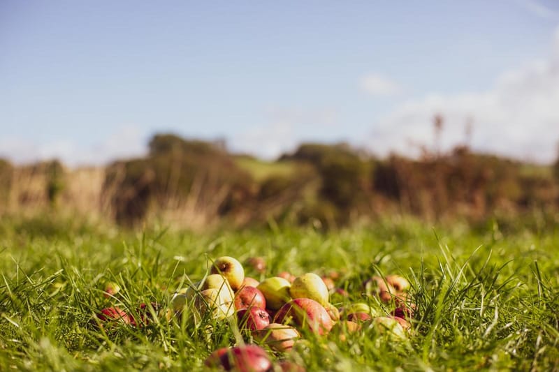 Close-up ground level view of freshly harvested apples nestled in meadow grass.