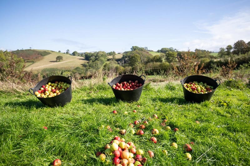 Three harvesting buckets filled with apples overlooking rolling Carmarthenshire hills and rural valleys.