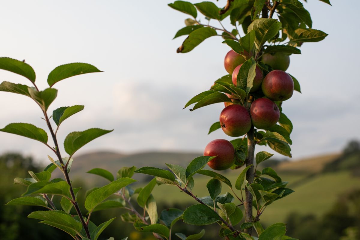 Scenic view of apple clusters on the branch overlooking rolling hills at Brecon Oak boutique retreat in Carmarthenshire