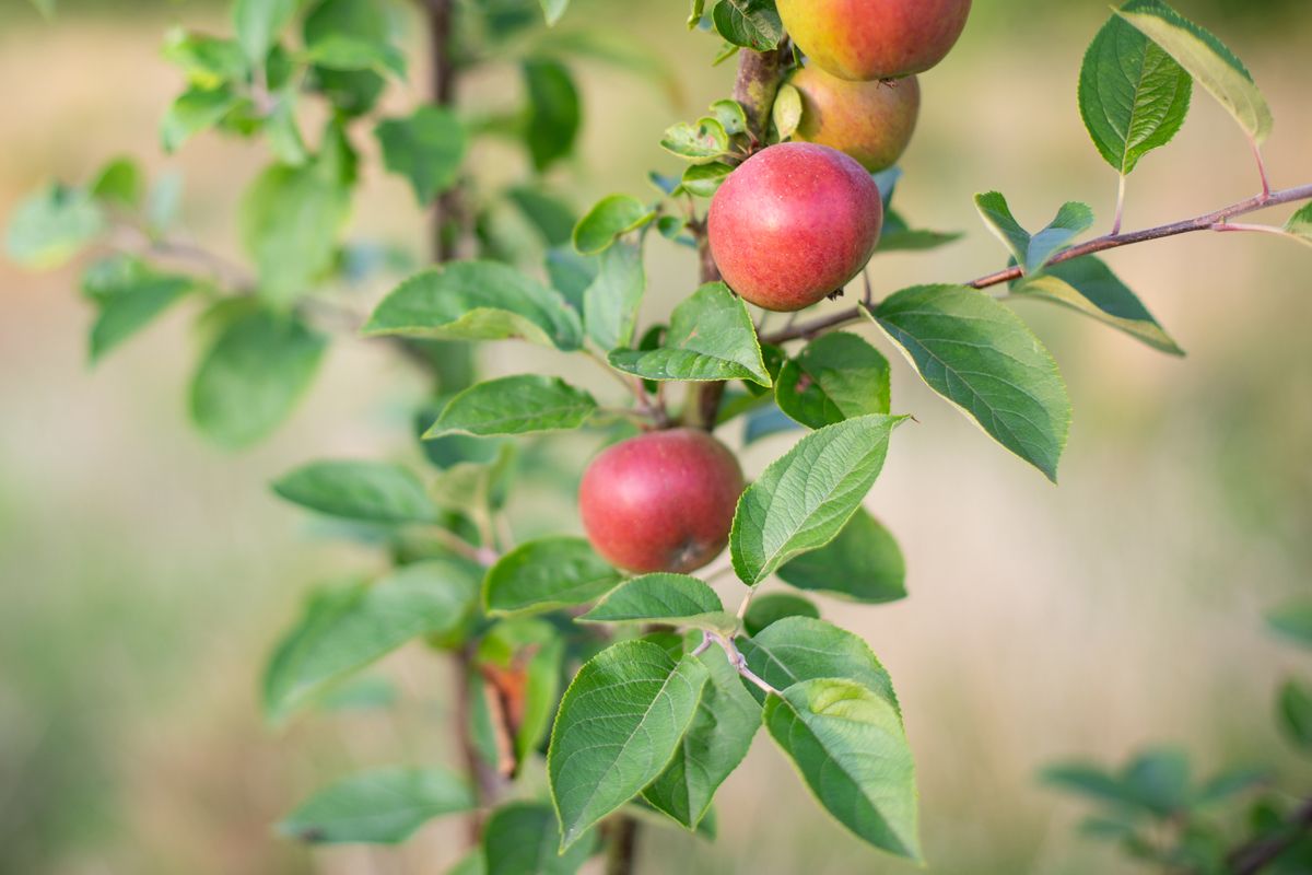 Detailed close-up of sun-ripened apples flourishing on the grounds of Brecon Oak country stay in Dyfed