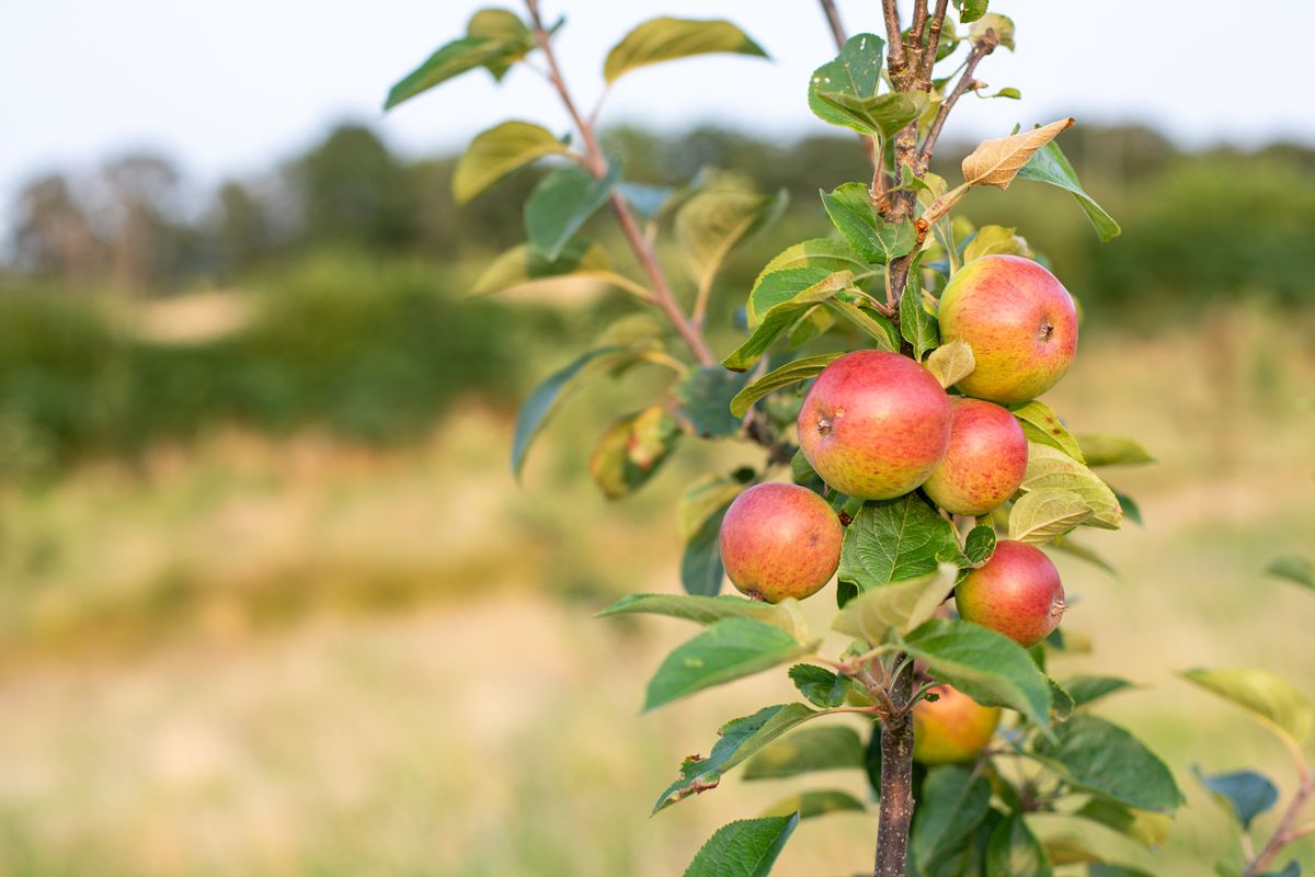 Cluster of vibrant heritage apples ripening in the peaceful rural orchard setting at Brecon Oak in Carmarthenshire