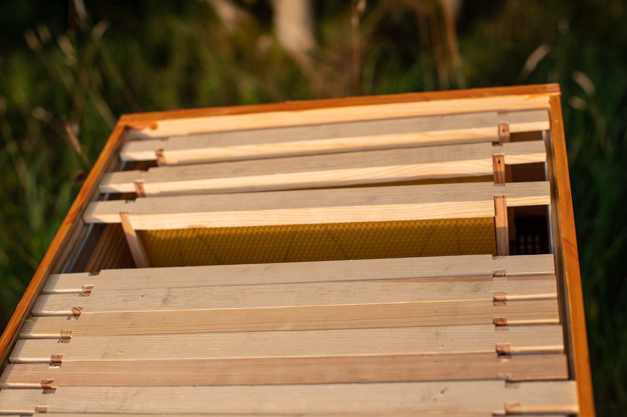 Close-up overhead view of handcrafted wooden hive frames inside a beehive box at Brecon Oak