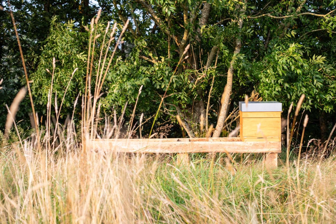 Handcrafted wooden beehive on a sturdy timber stand nestled among tall wild grass in Carmarthenshire