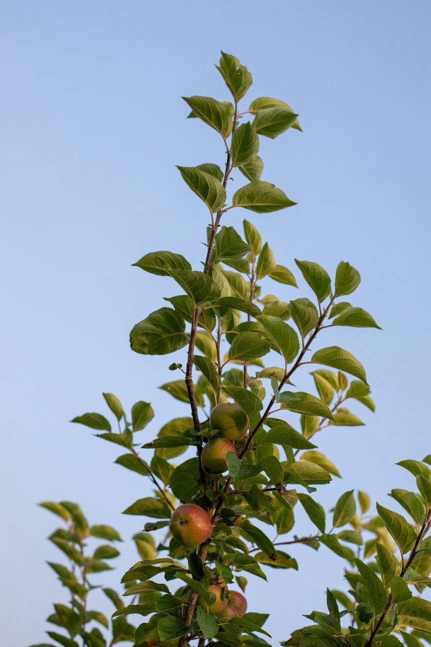 Ripening organic apples on orchard tree branches against a clear blue sky at Brecon Oak