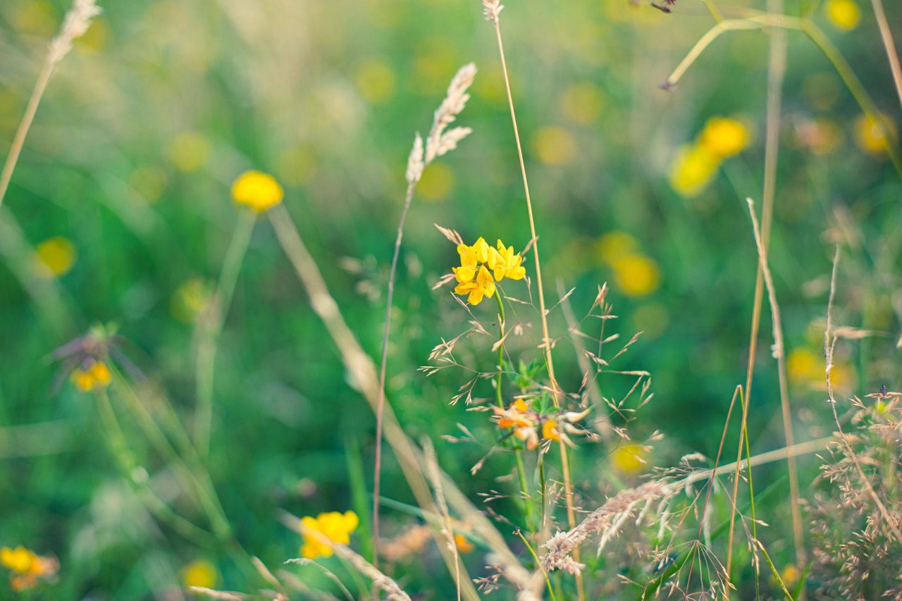 Vibrant yellow wildflowers blooming in the pastoral holiday grounds of Carmarthenshire Dyfed