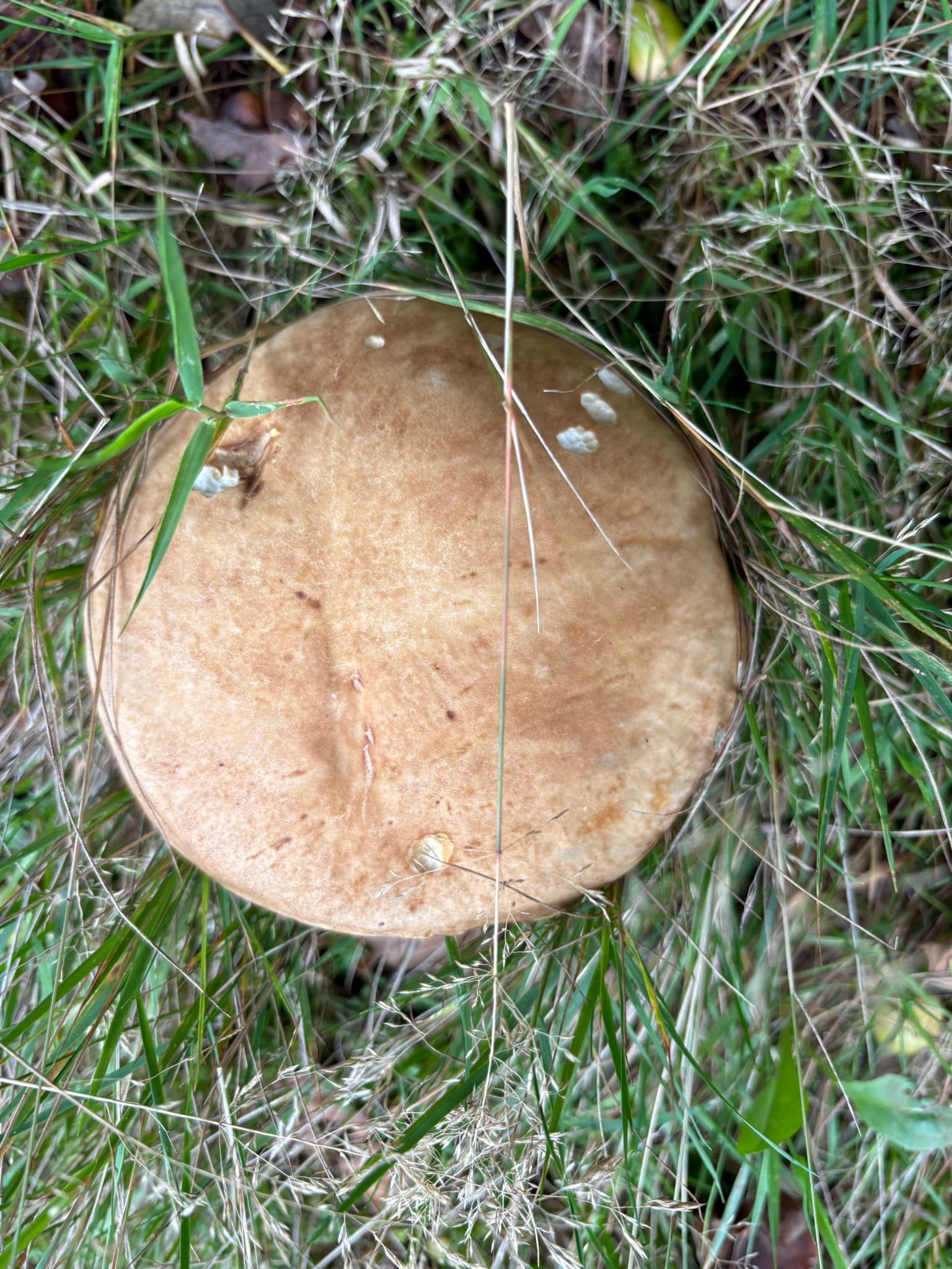 Discovering Autumn Fungi at Brecon Oak Estate - Brecon Oak
