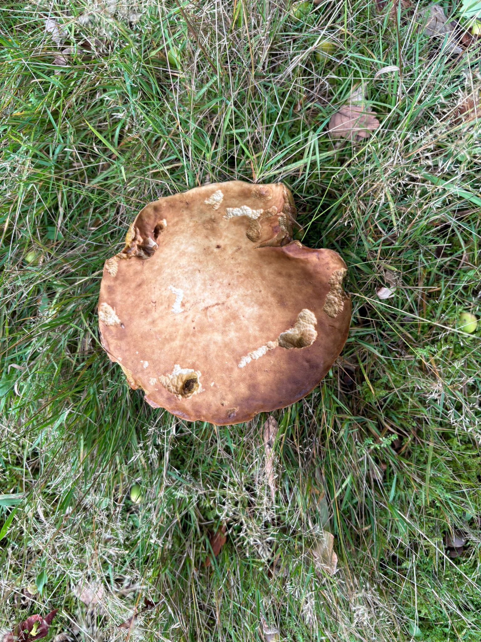 Detailed top-down shot of a rustic textured wild mushroom surrounded by meadow grass at boutique holiday accommodation Brecon Oak