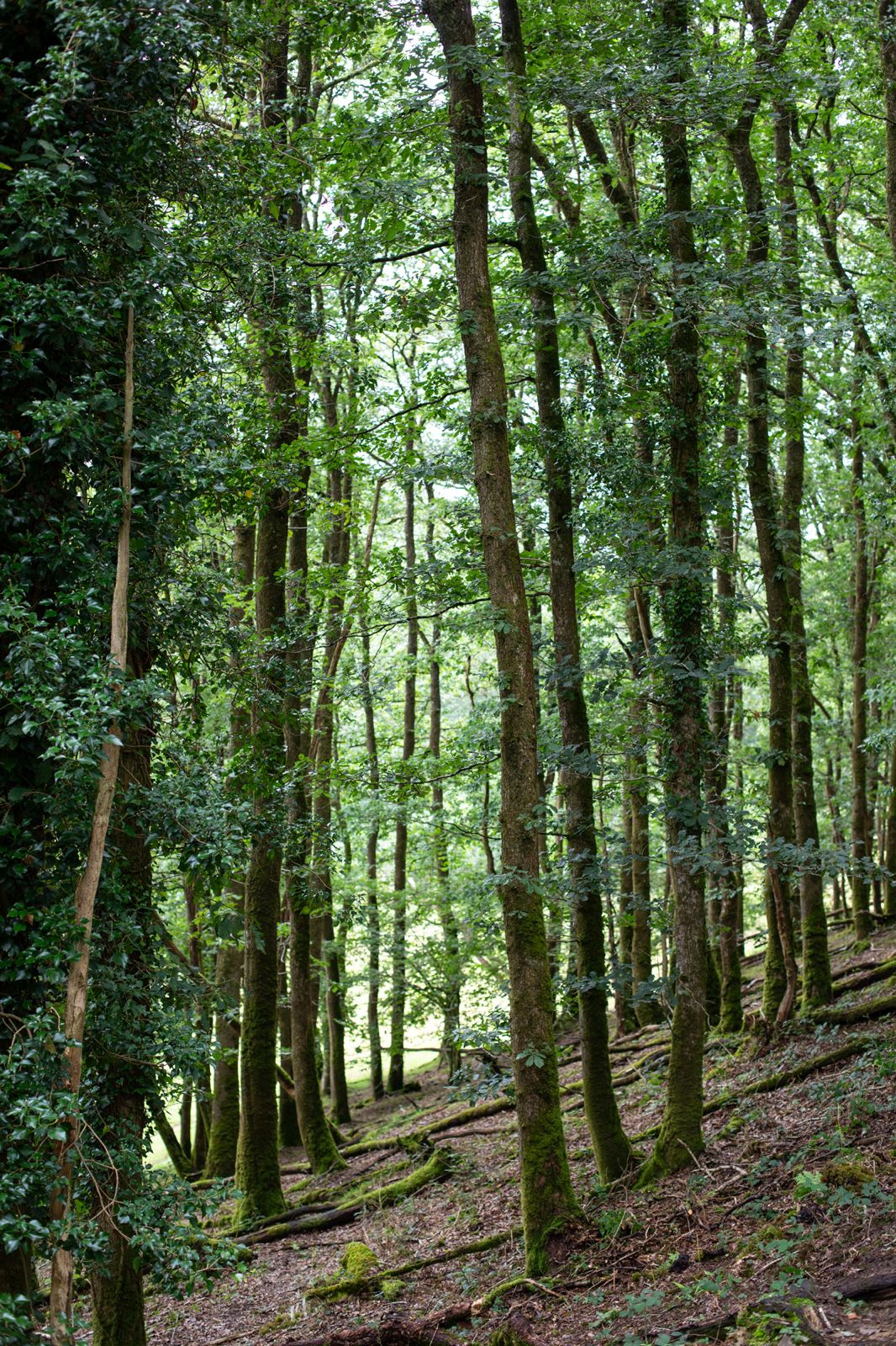 Scenic view through ancient green woodland canopy in Carmarthenshire