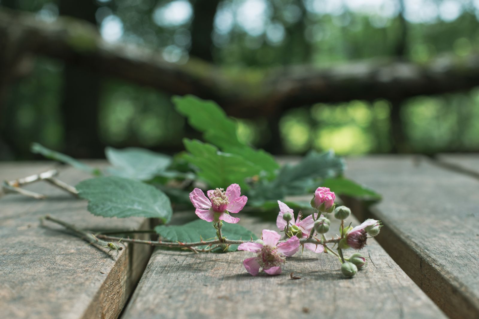 Delicate wild pink blossoms resting on rustic wooden deck boards