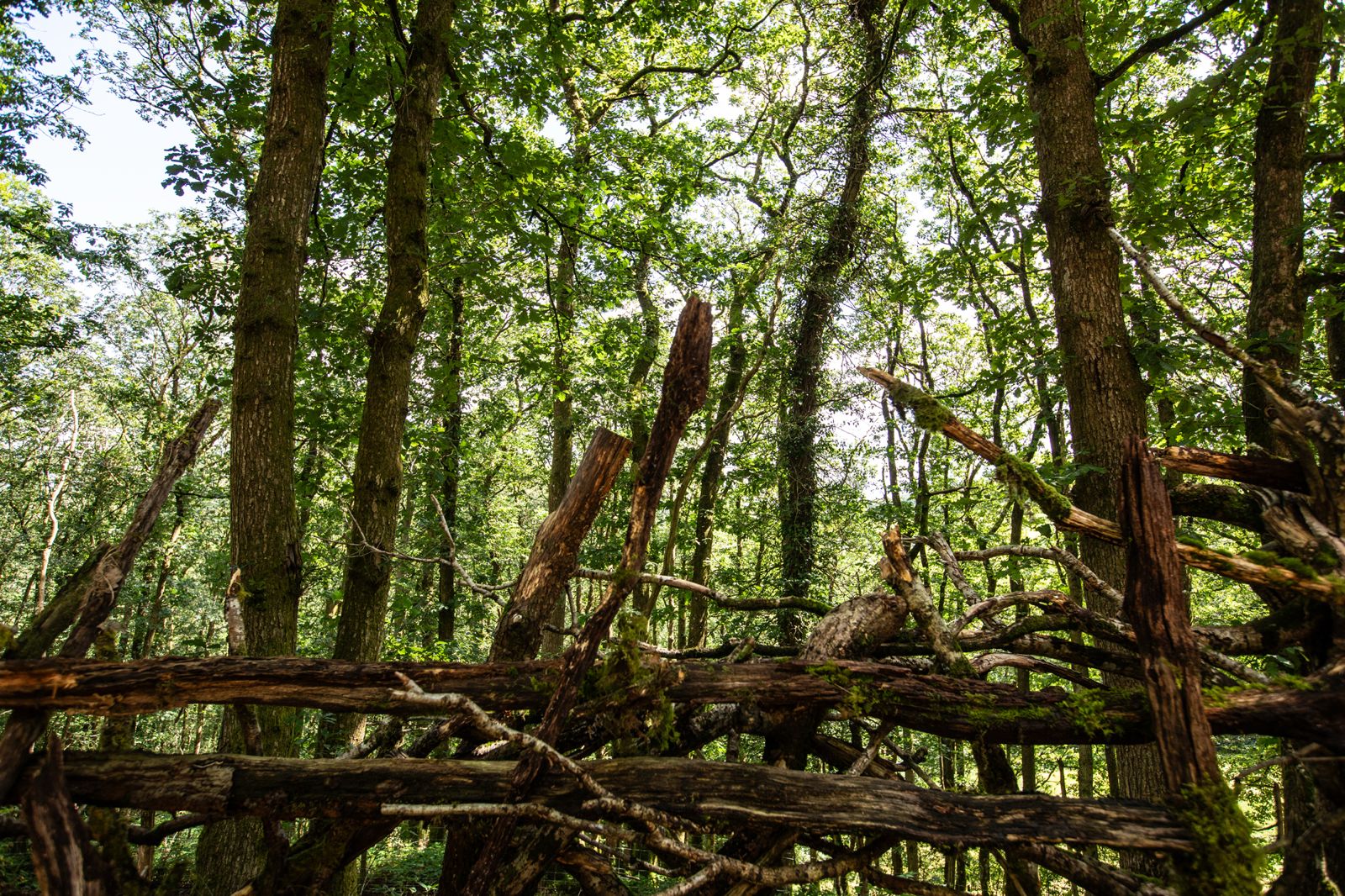 Artisan railing constructed from natural woodland branches and timber