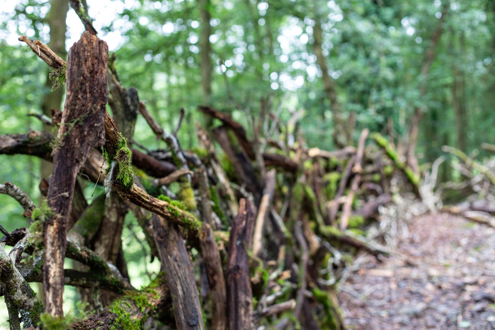 Close-up perspective of organic fallen branch boundary lining the woodland cabin path at Brecon Oak