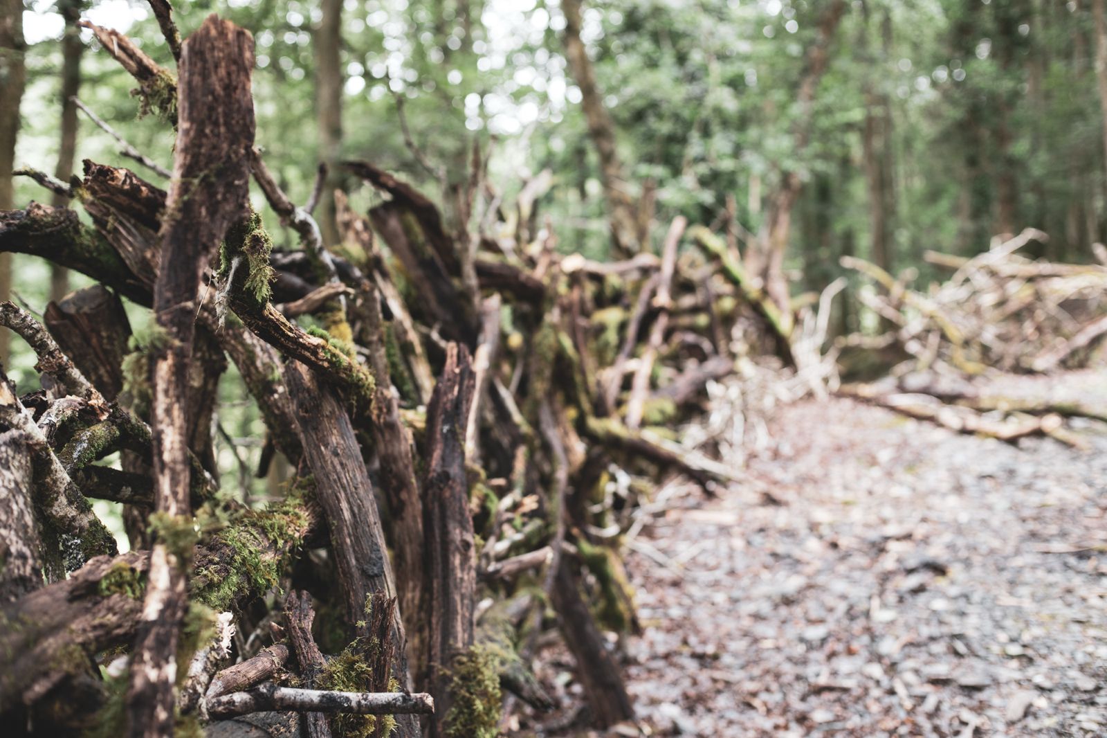 Front elevation of traditional woven branch fence built with weathered timber and forest logs in Dyfed