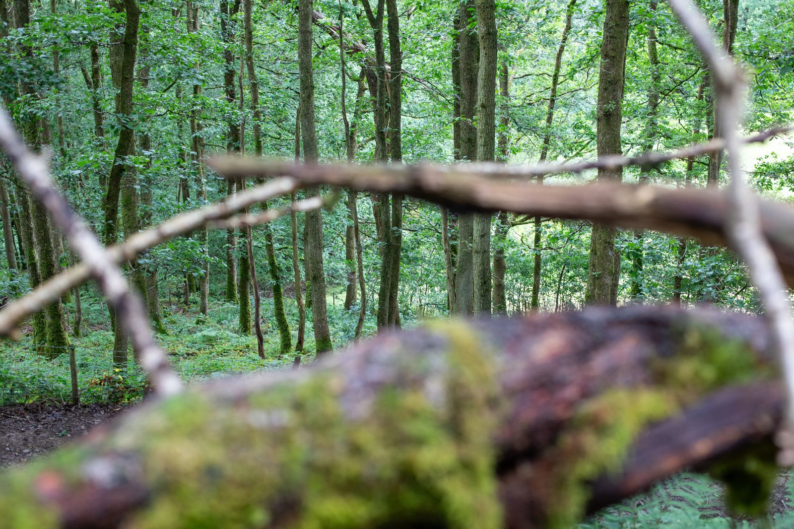 Handcrafted woodland boundary fence made from natural moss-covered branches along forest trail