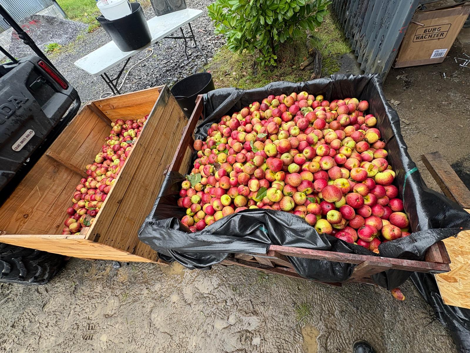 Orchard Harvest Experience at Brecon Oak - Brecon Oak