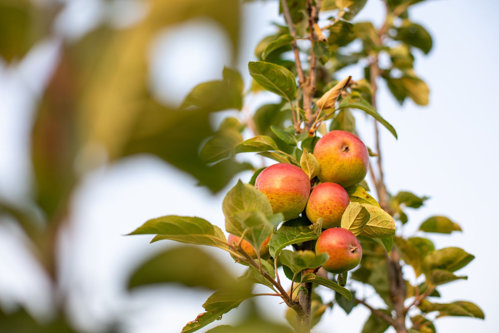 Summer Orchard Harvest and Meadow Blooms at Brecon Oak - Brecon Oak
