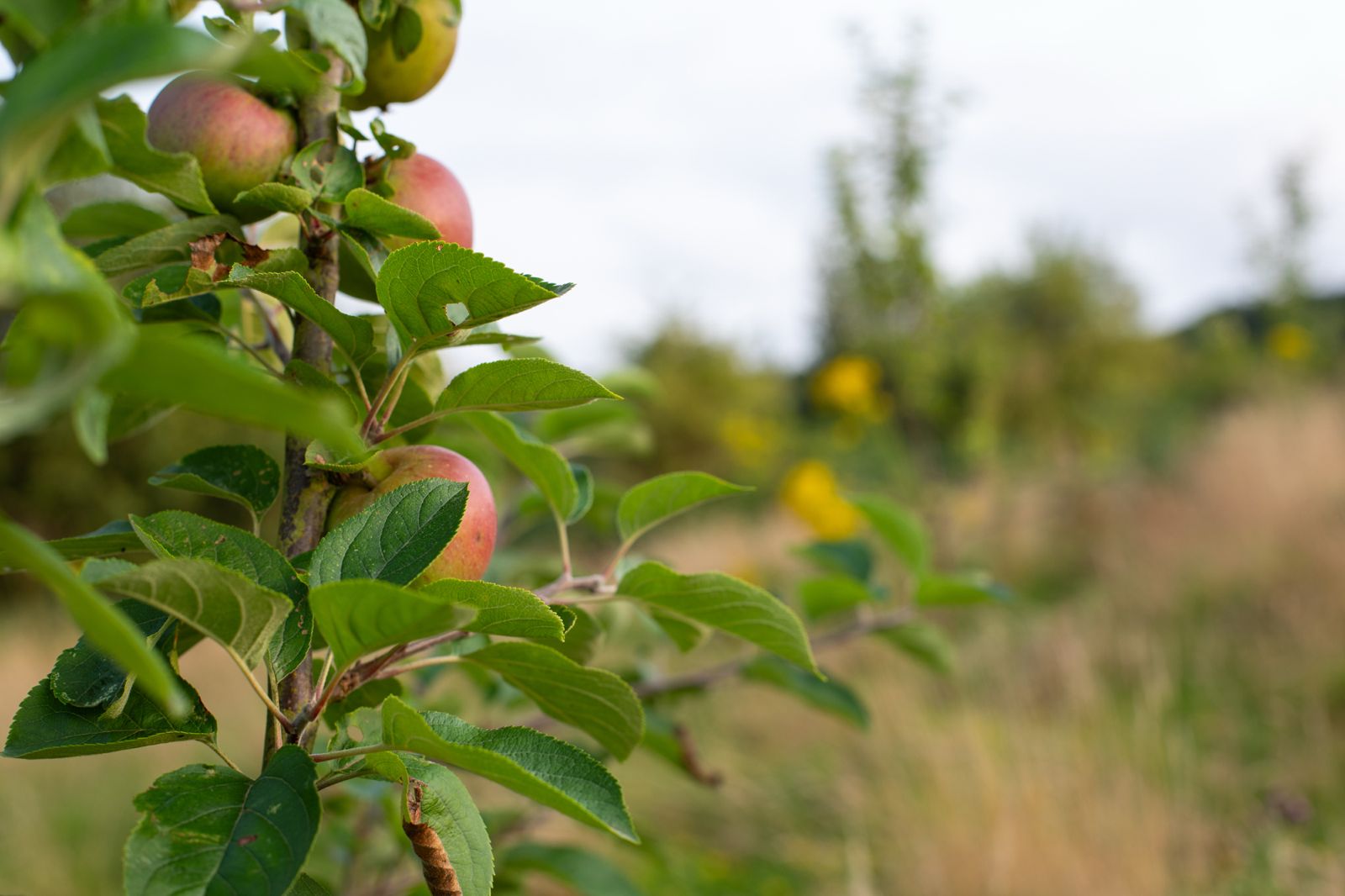 Close up view of developing apples and lush green foliage in the Brecon Oak orchard grounds