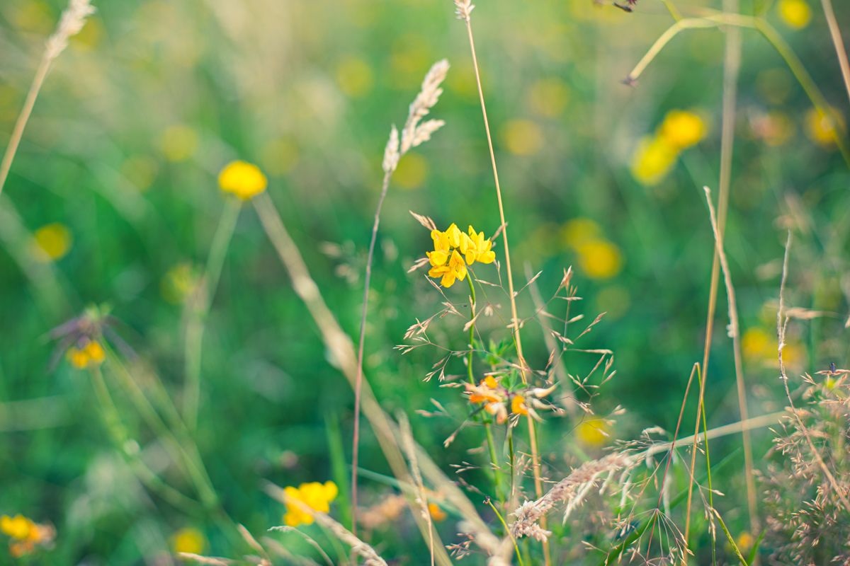 Vibrant yellow wildflowers and meadow grasses growing naturally on the countryside estate at Brecon Oak