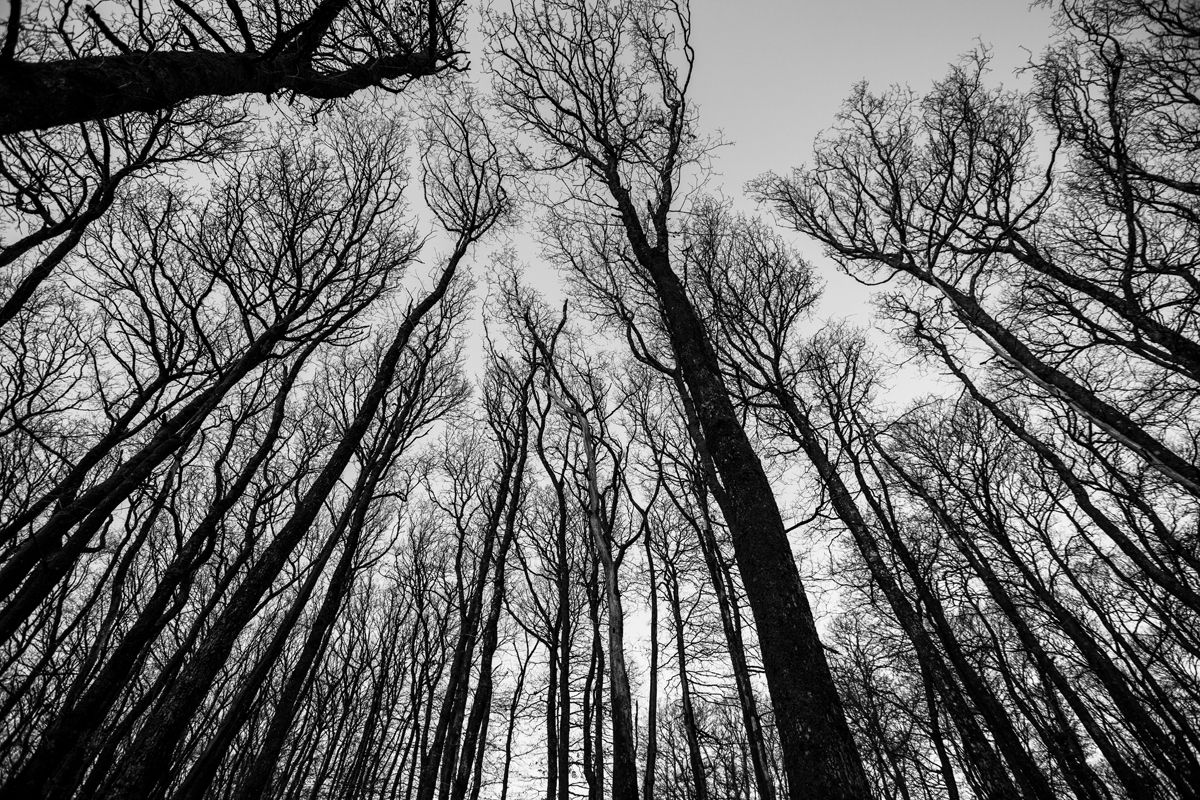 Monochrome low angle view looking up into tall bare woodland tree canopies