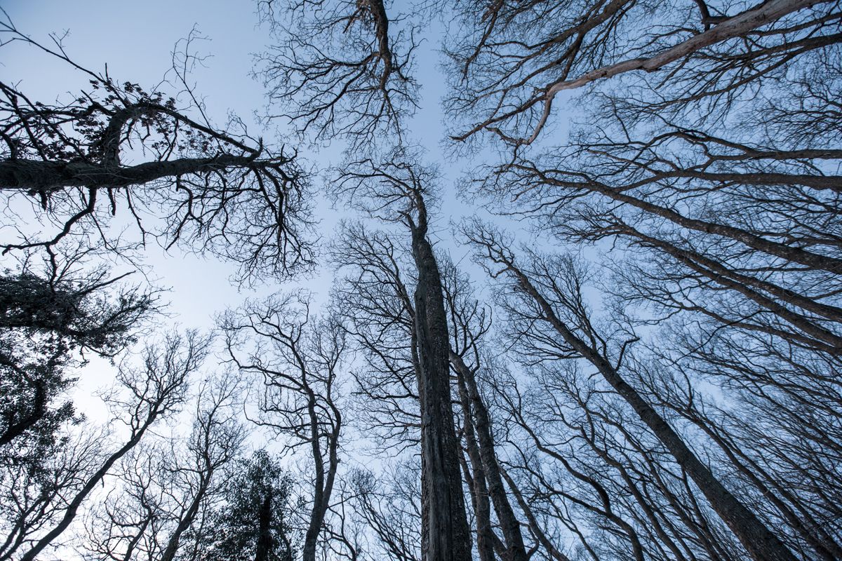 Towering native woodland trees silhouetted against a crisp blue morning sky