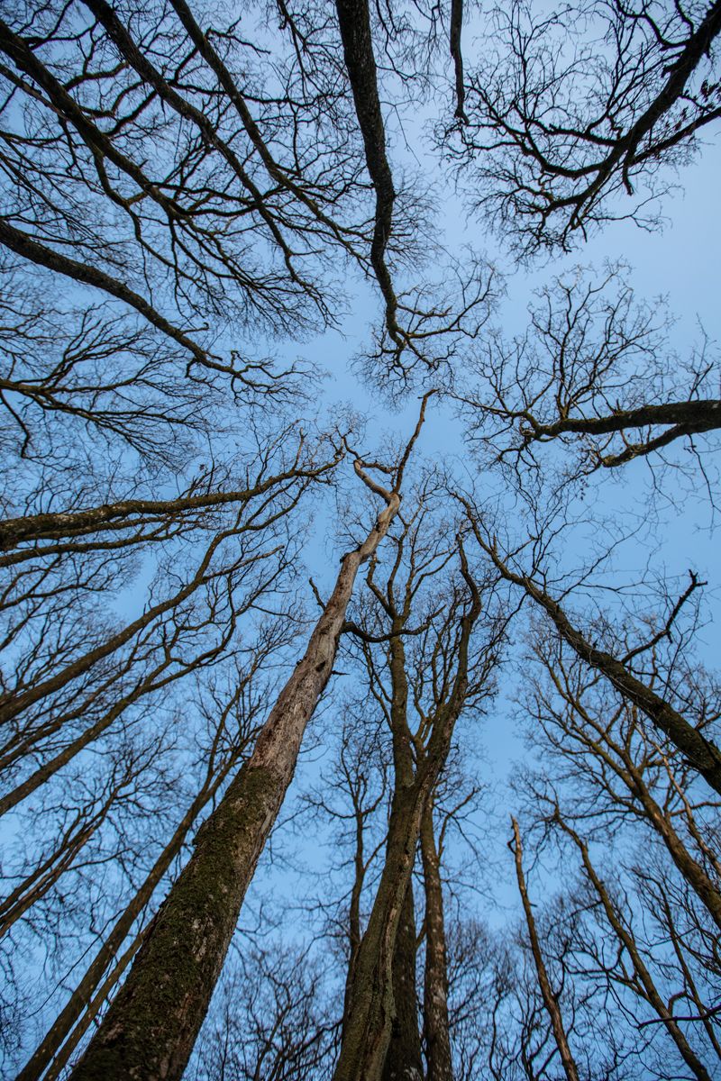 Upward perspective through mature estate trees reaching into clear skies
