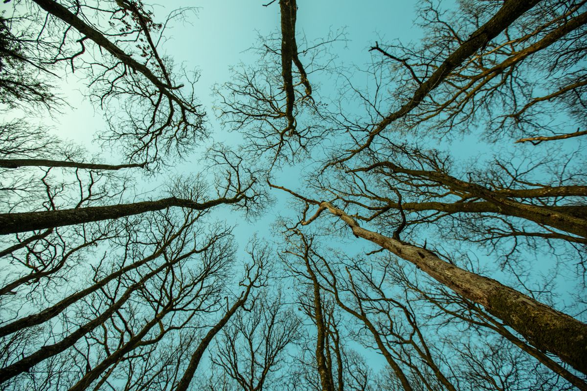 Wide angle perspective of intricate tree canopy branches against an azure sky