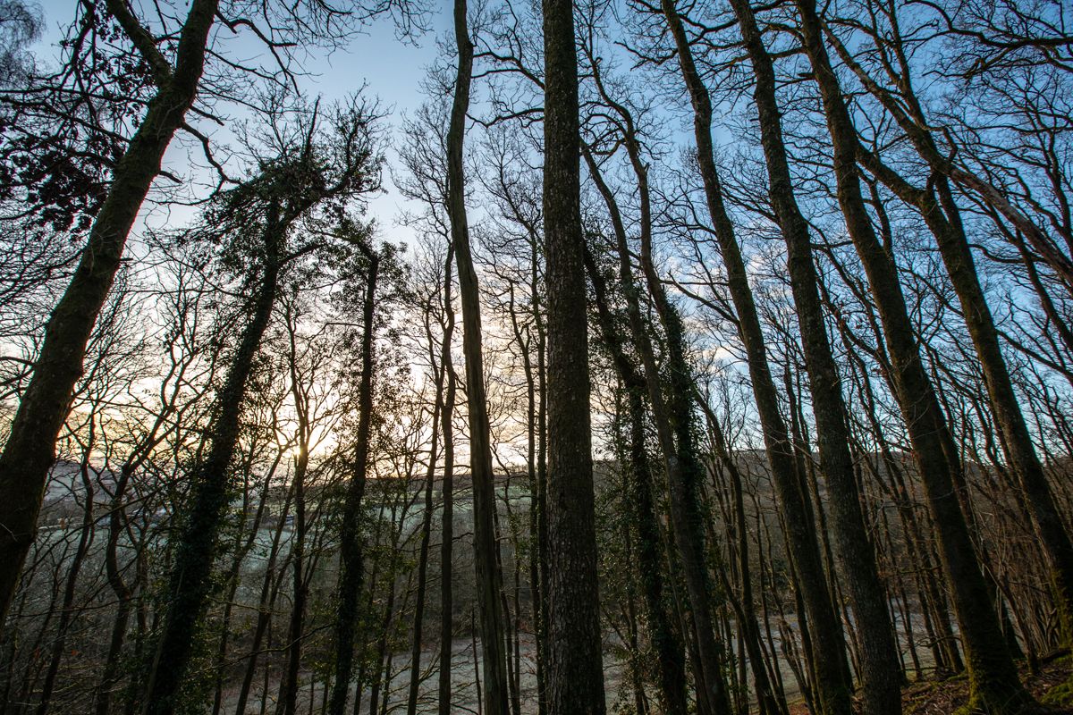Ivy covered woodland trees framing scenic countryside views across the Carmarthenshire estate