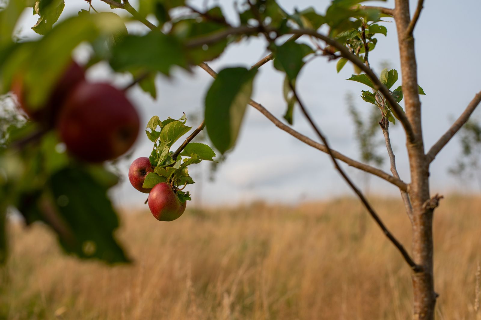 What is a Traditional Orchard? - Brecon Oak