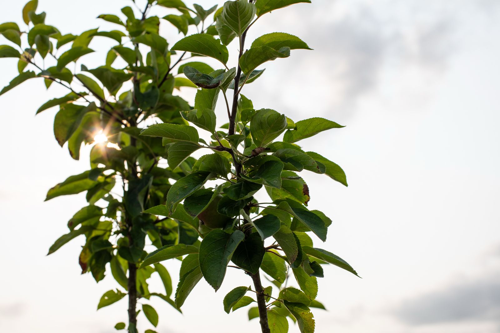 Sunlight filtering through fresh green apple tree leaves against an open sky in Carmarthenshire