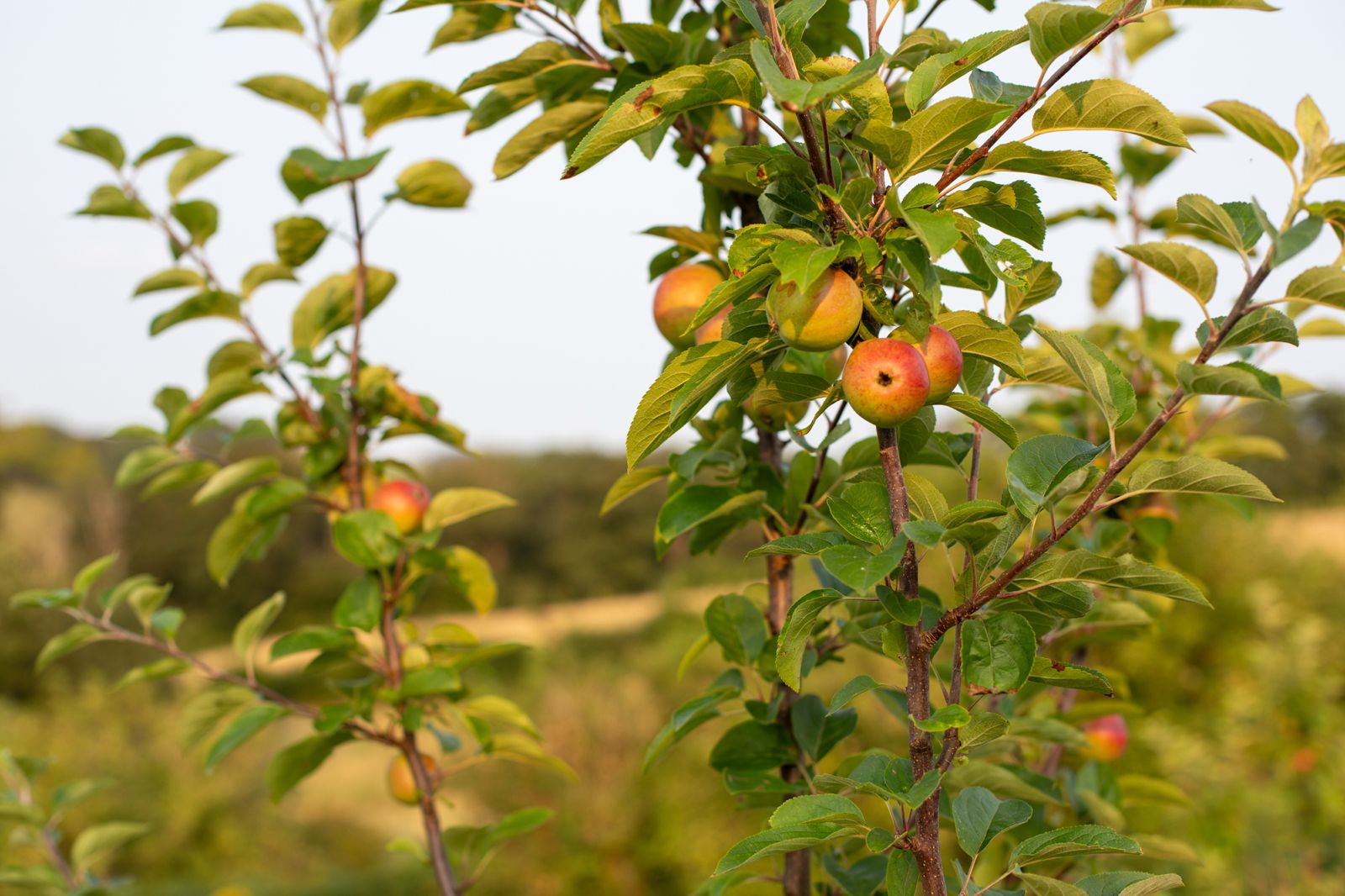 Clusters of organic apples ripening on delicate branches within a traditional Welsh orchard