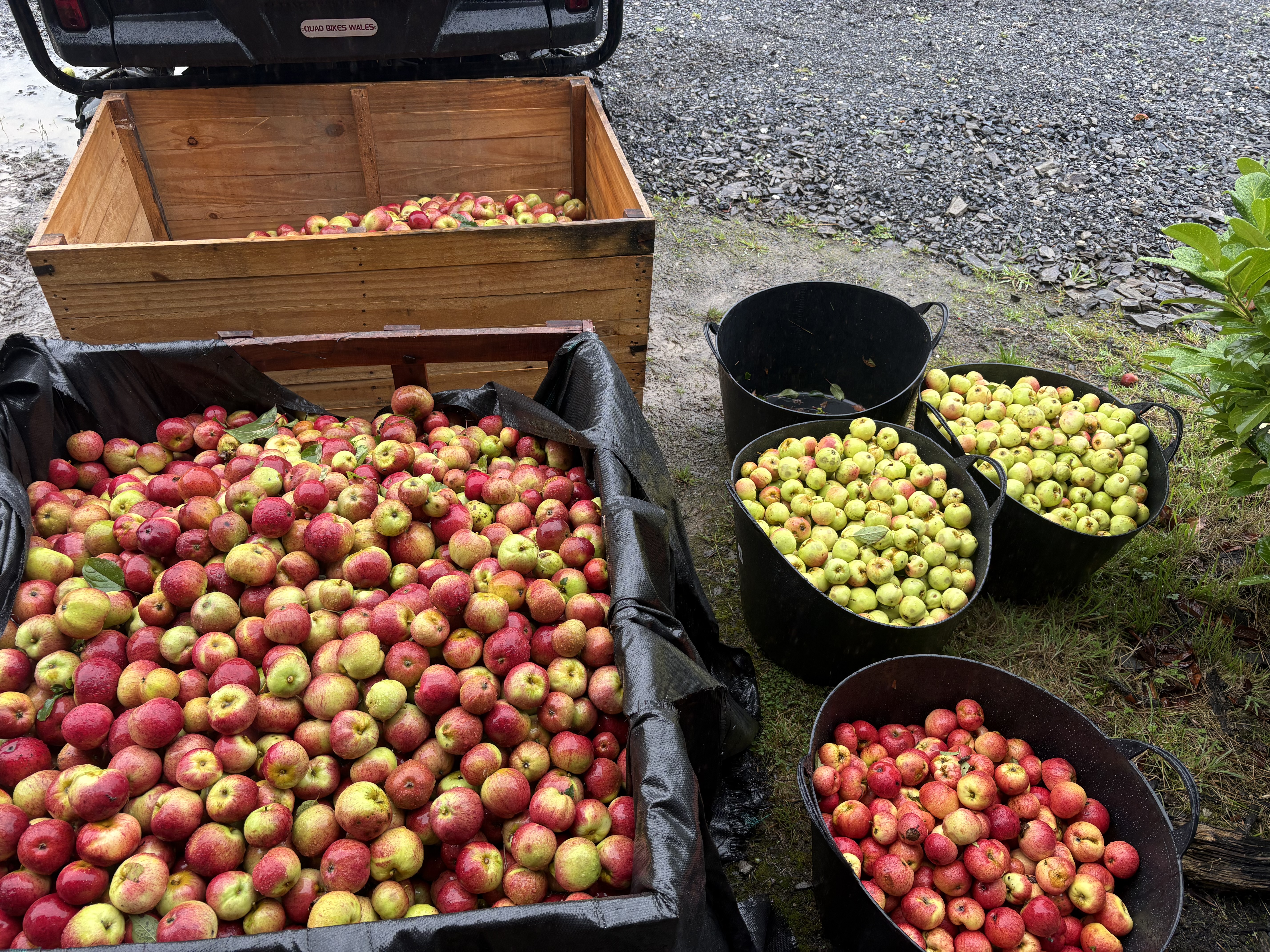Orchard Harvest Experience at Brecon Oak