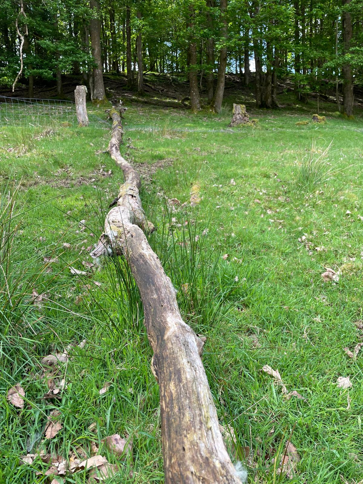 Chain-sawn timber logs positioned along the field boundary line
