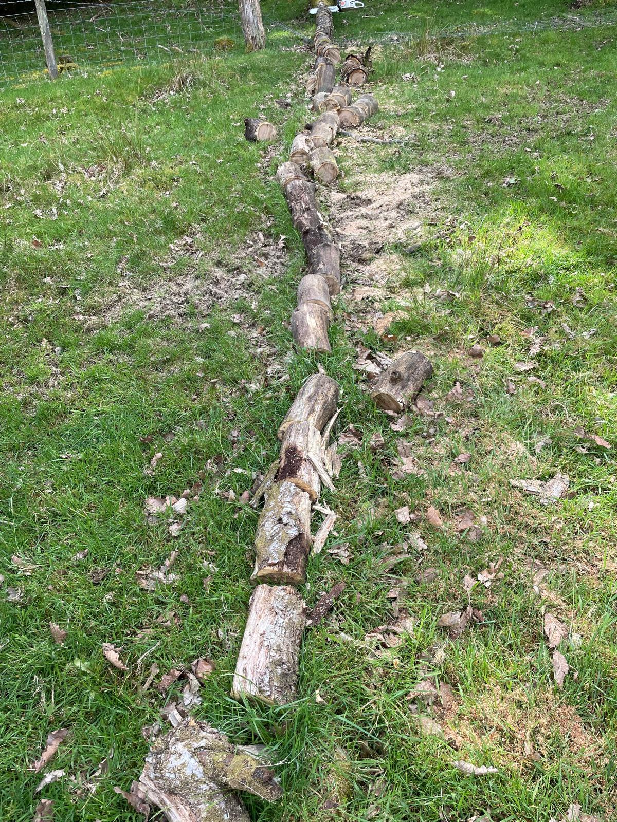 Sustainable Firewood Harvesting for Woodland Stays - Brecon Oak