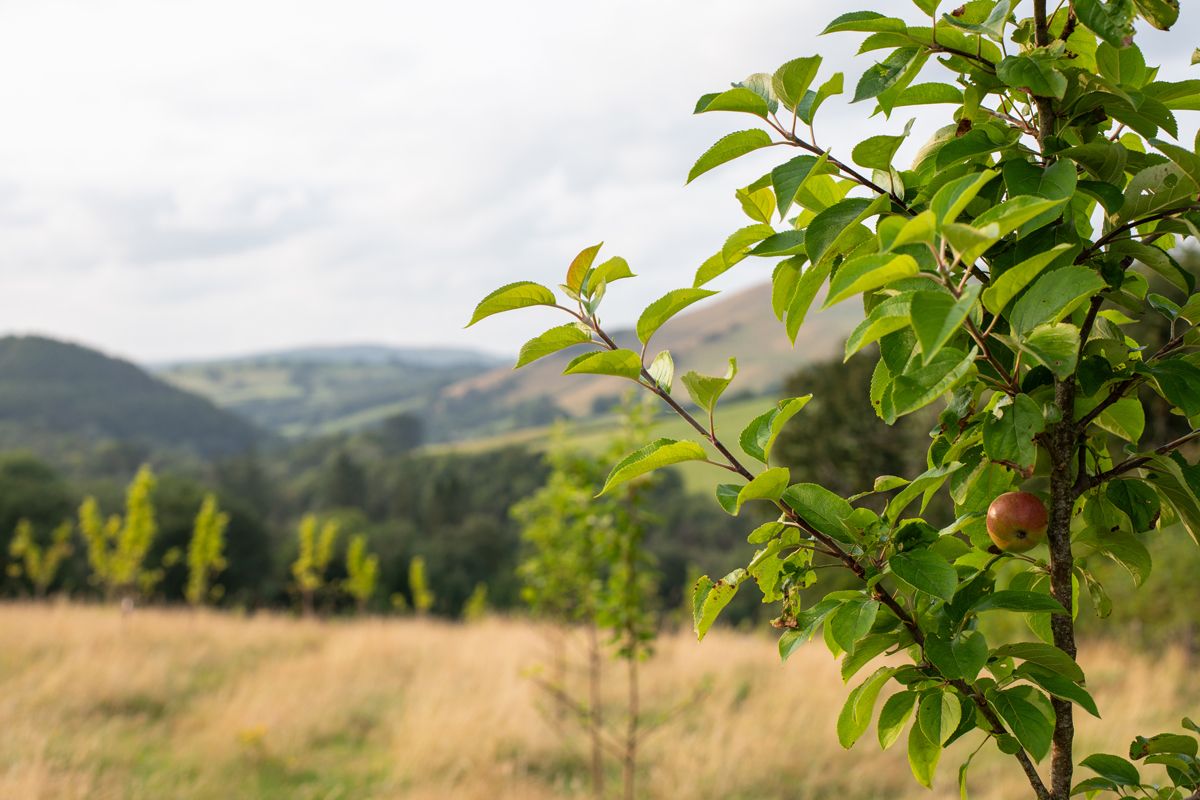Tranquil Orchard Views at Brecon Oak Retreat - Brecon Oak