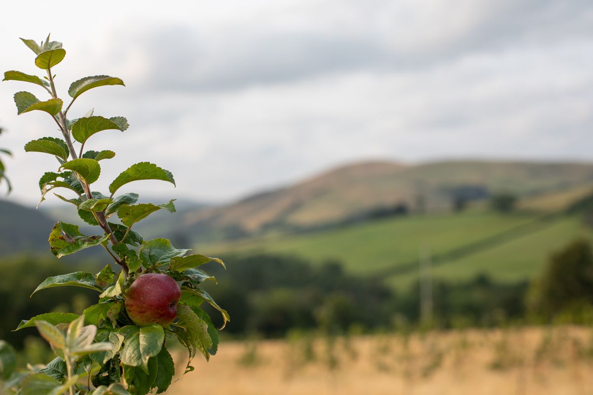 Ripening red apple on branch with blurred scenic view of rolling Welsh hills