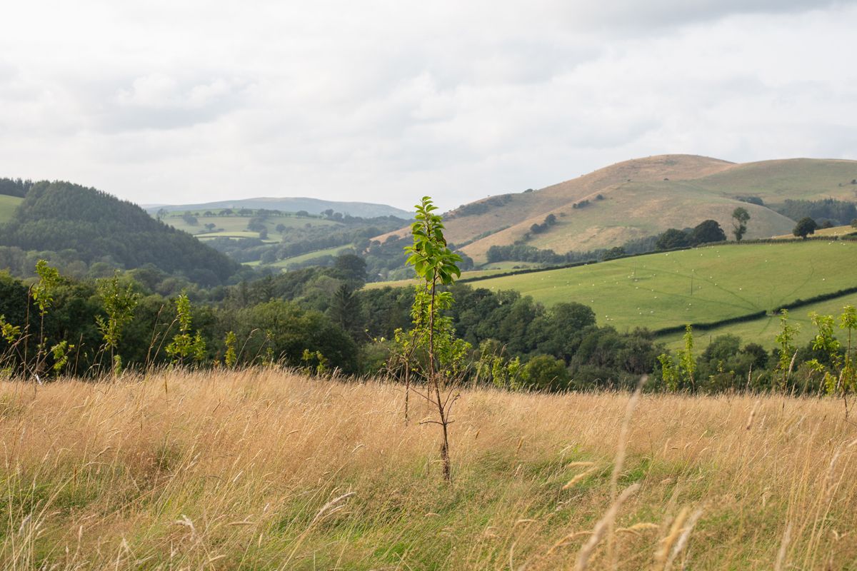 Sweeping panoramic landscape of meadow hillside, young saplings, and rolling Brecon Beacons peaks