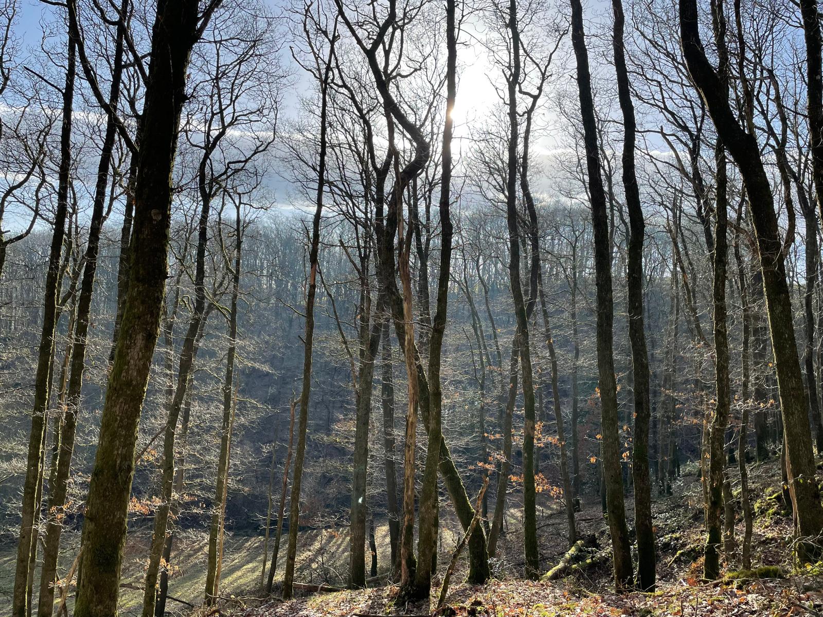 Winter Woodland Views at Brecon Oak - Brecon Oak