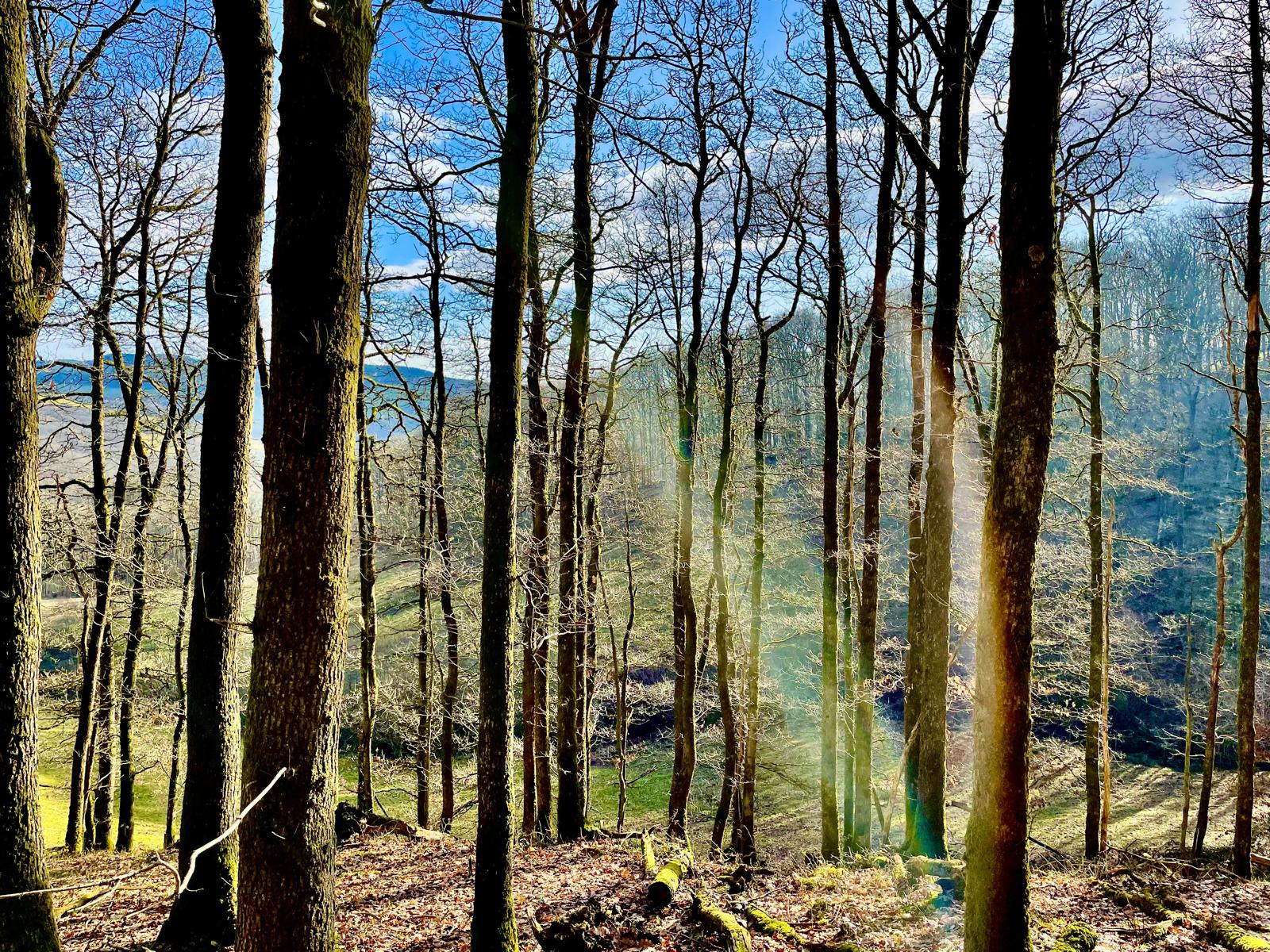 Sun flare illuminating bare tree trunks overlooking rolling Carmarthenshire valleys.