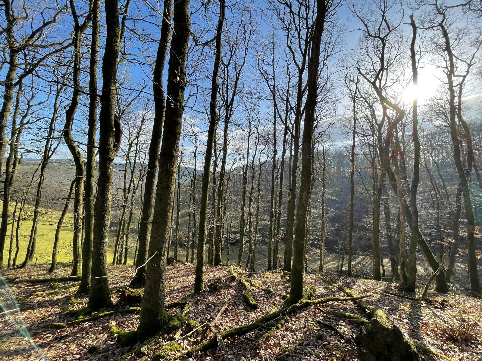 Panoramic elevated view through winter trees across serene Welsh countryside.