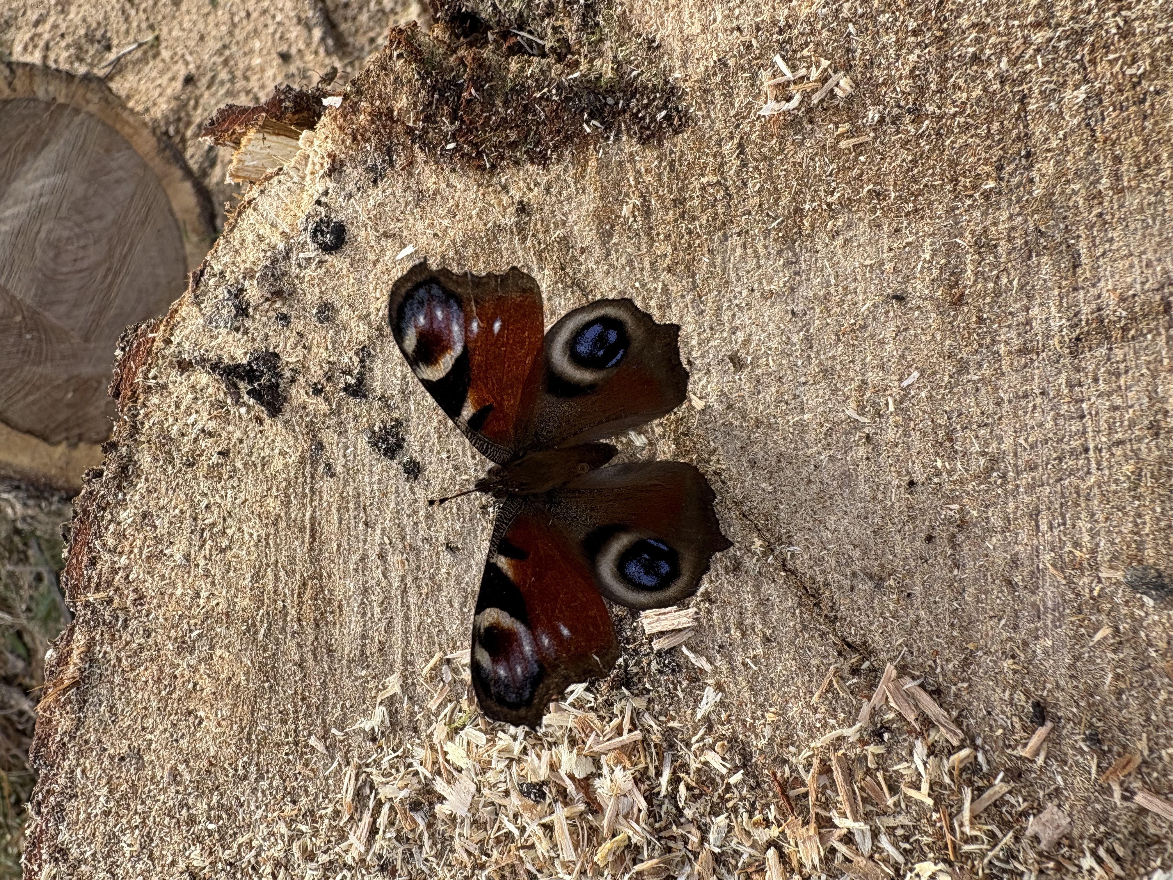 Vibrant Peacock butterfly basking on a freshly cut timber log surrounded by sawdust.