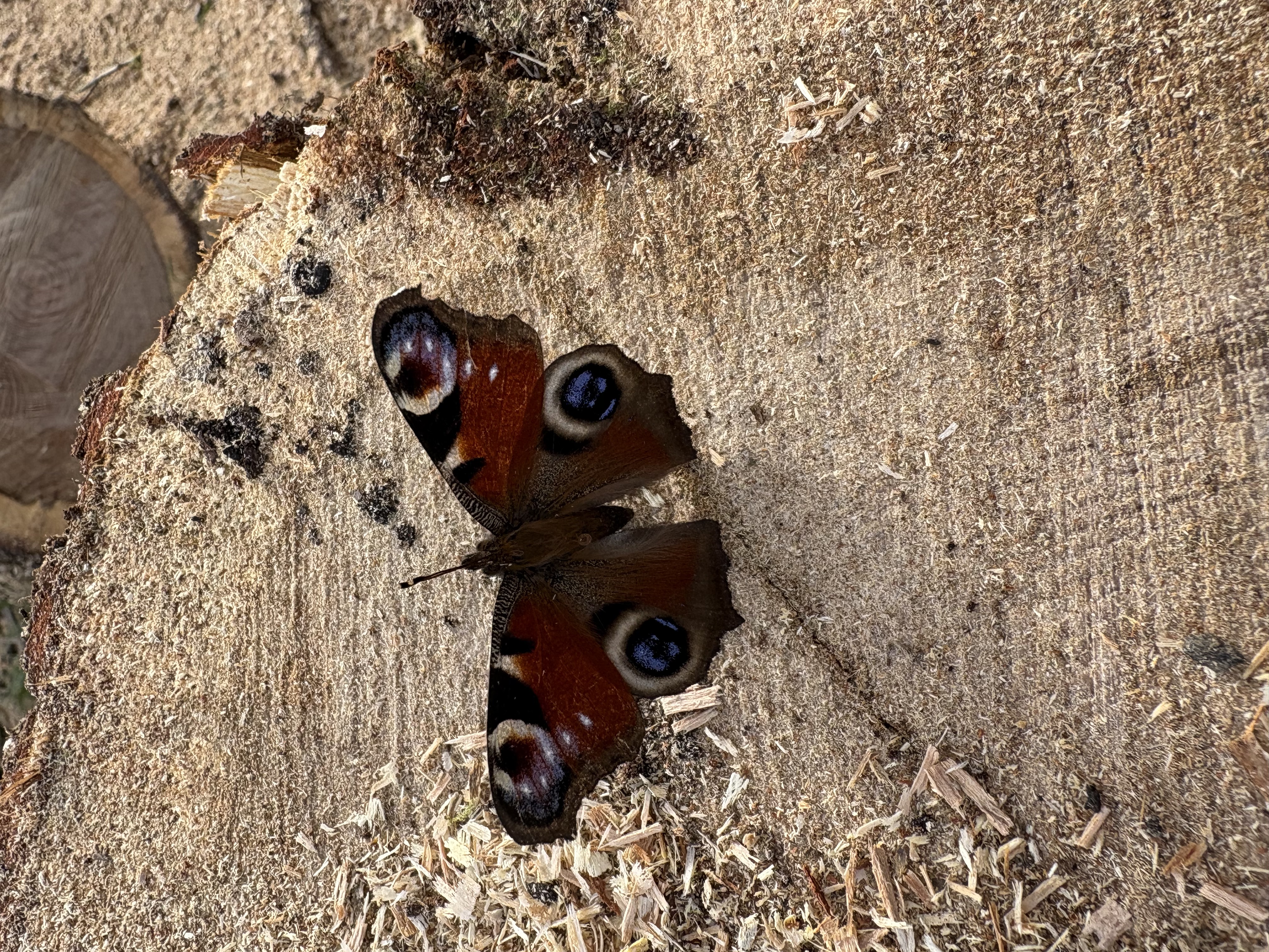 Detailed macro shot of a Peacock butterfly resting on cross-cut tree bark grain.