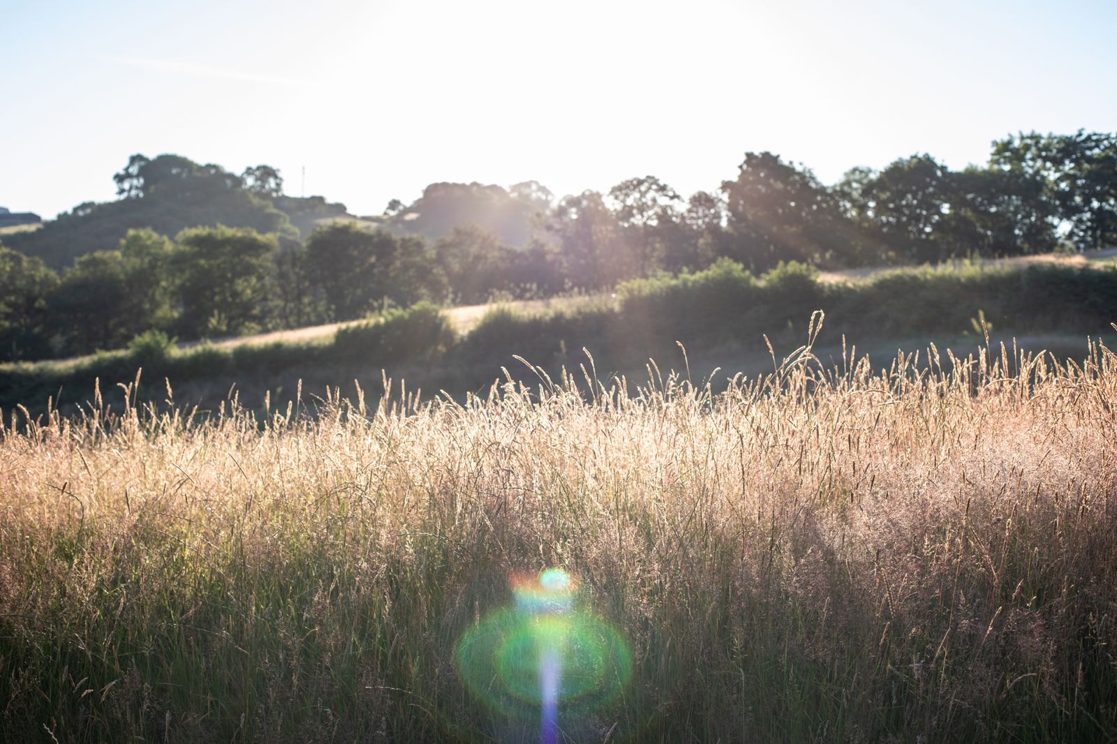 Wildflower Meadows and Woodland Escapes at Brecon Oak - Brecon Oak