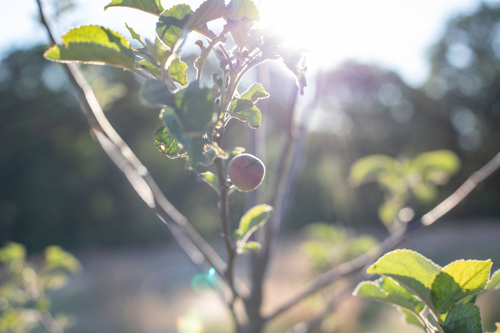 Young orchard apple growing on branch backlit by warm afternoon sunlight at Brecon Oak