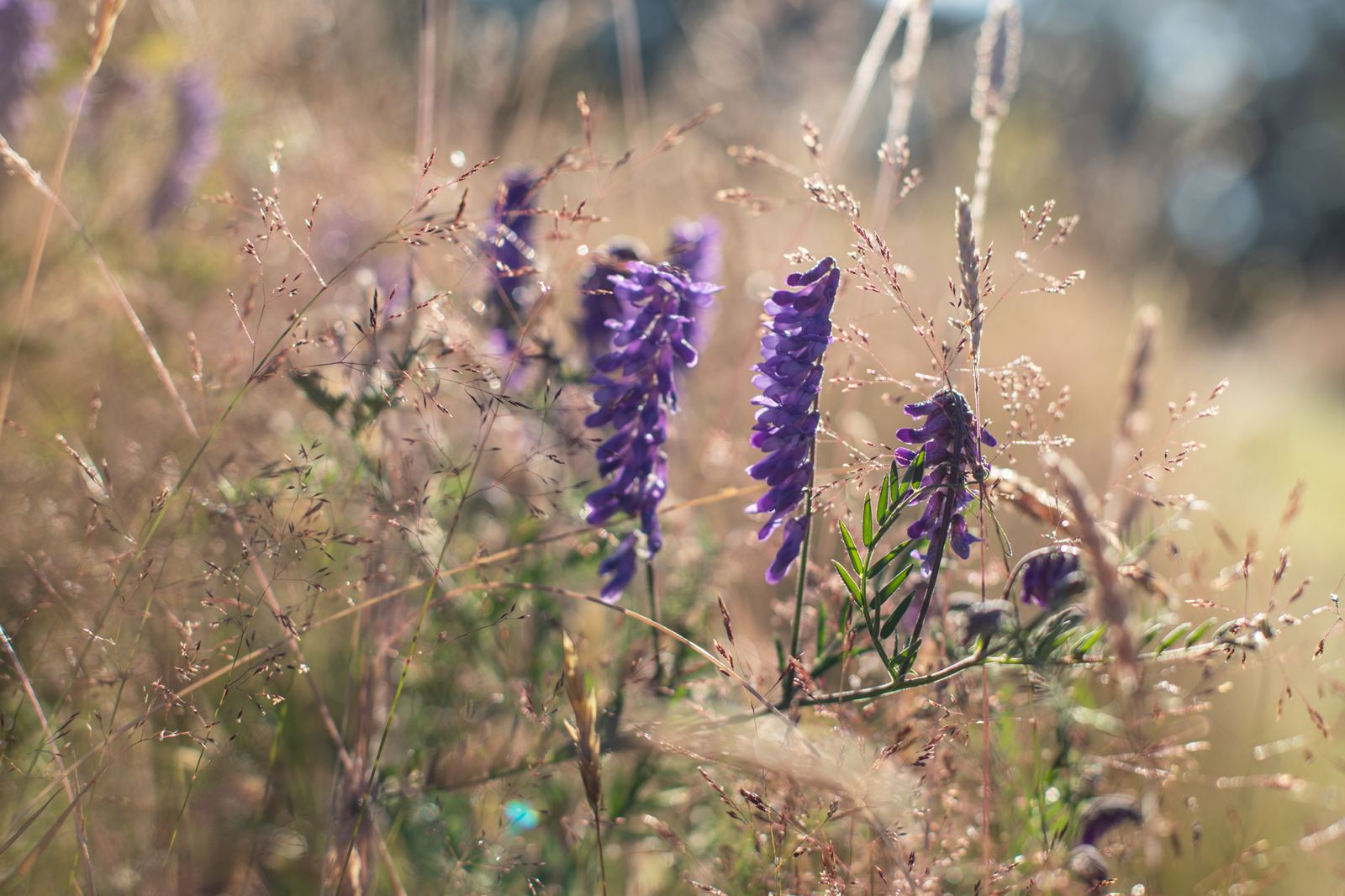 Vibrant purple wild vetch flowers blooming amidst tall meadow grasses in soft sunshine