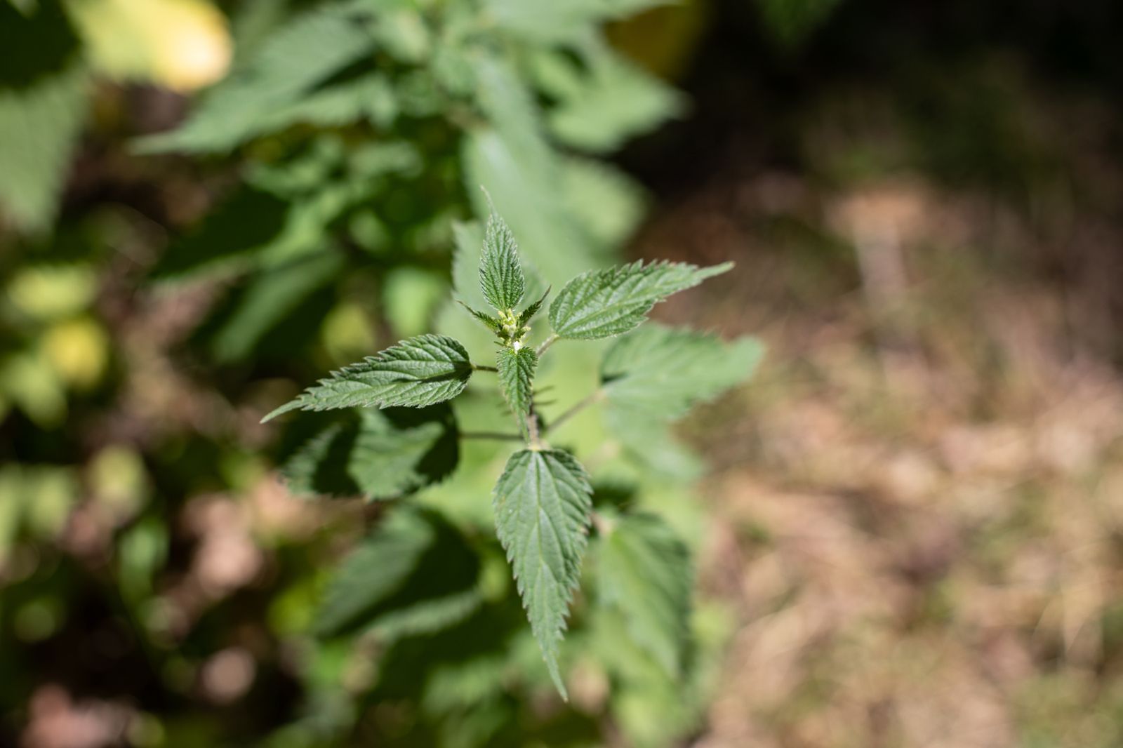Sustainable Estate Living: Homemade Nettle Fertiliser Project - Brecon Oak