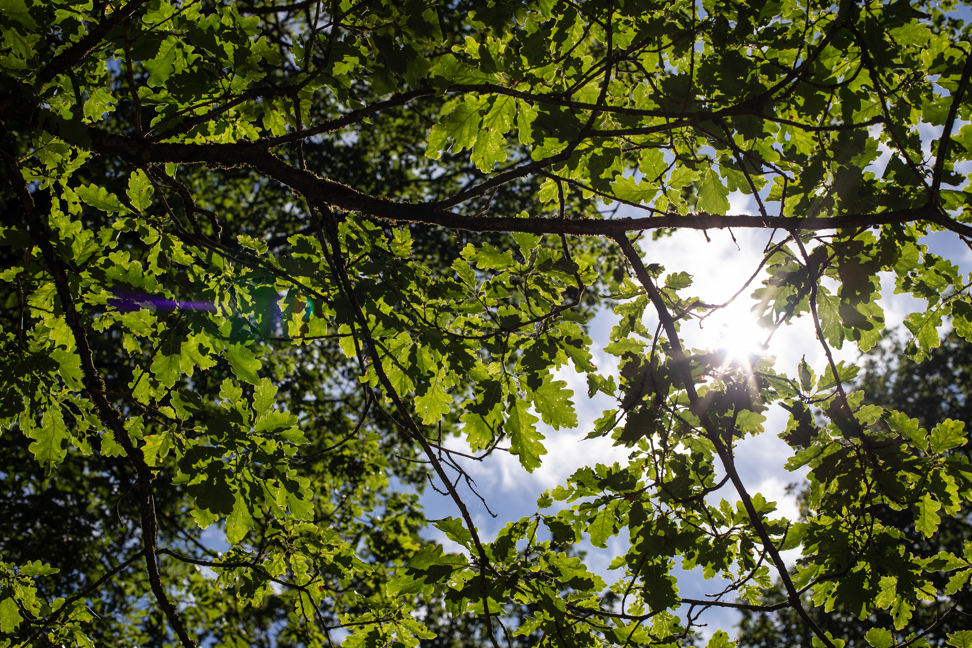 Why Brecon Oak: Ancient Woodland Escapes - Brecon Oak