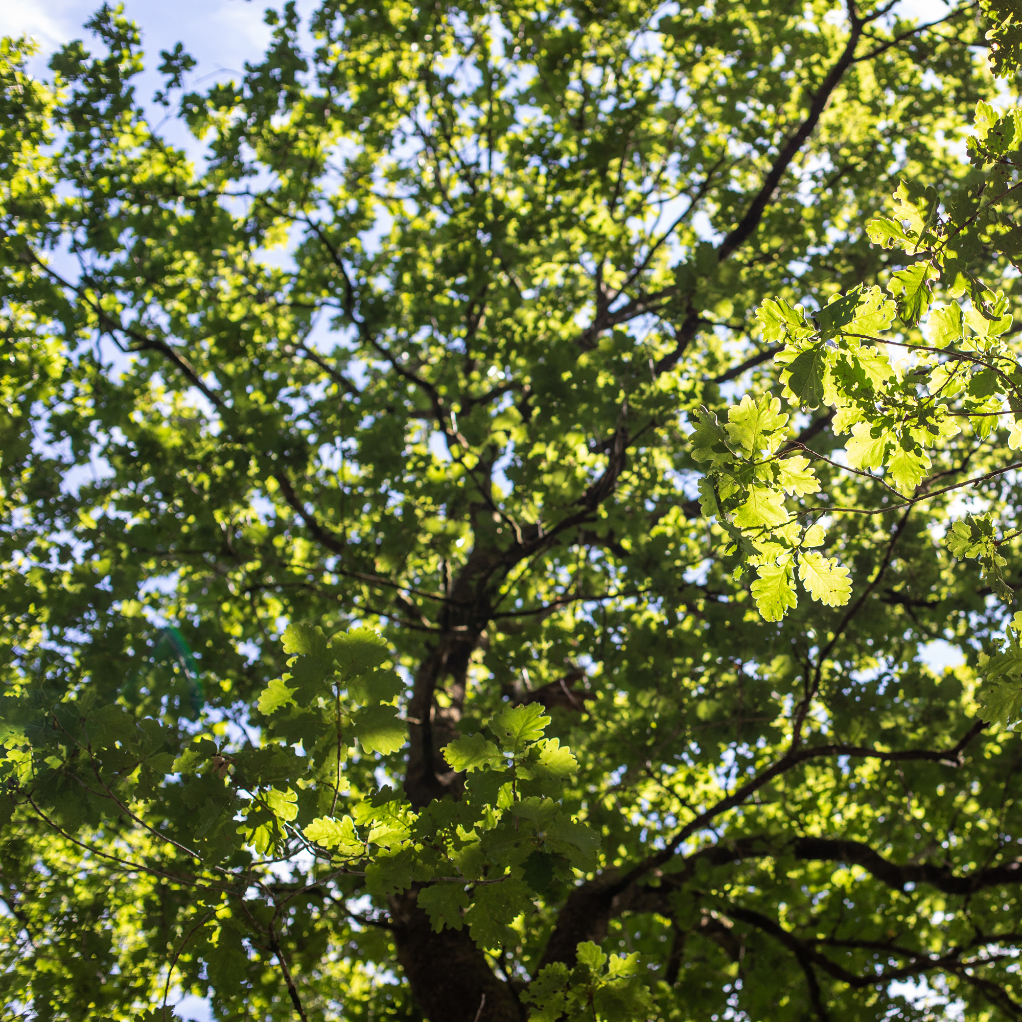 Looking up into the sunlit green oak canopy at Brecon Oak estate in Wales.