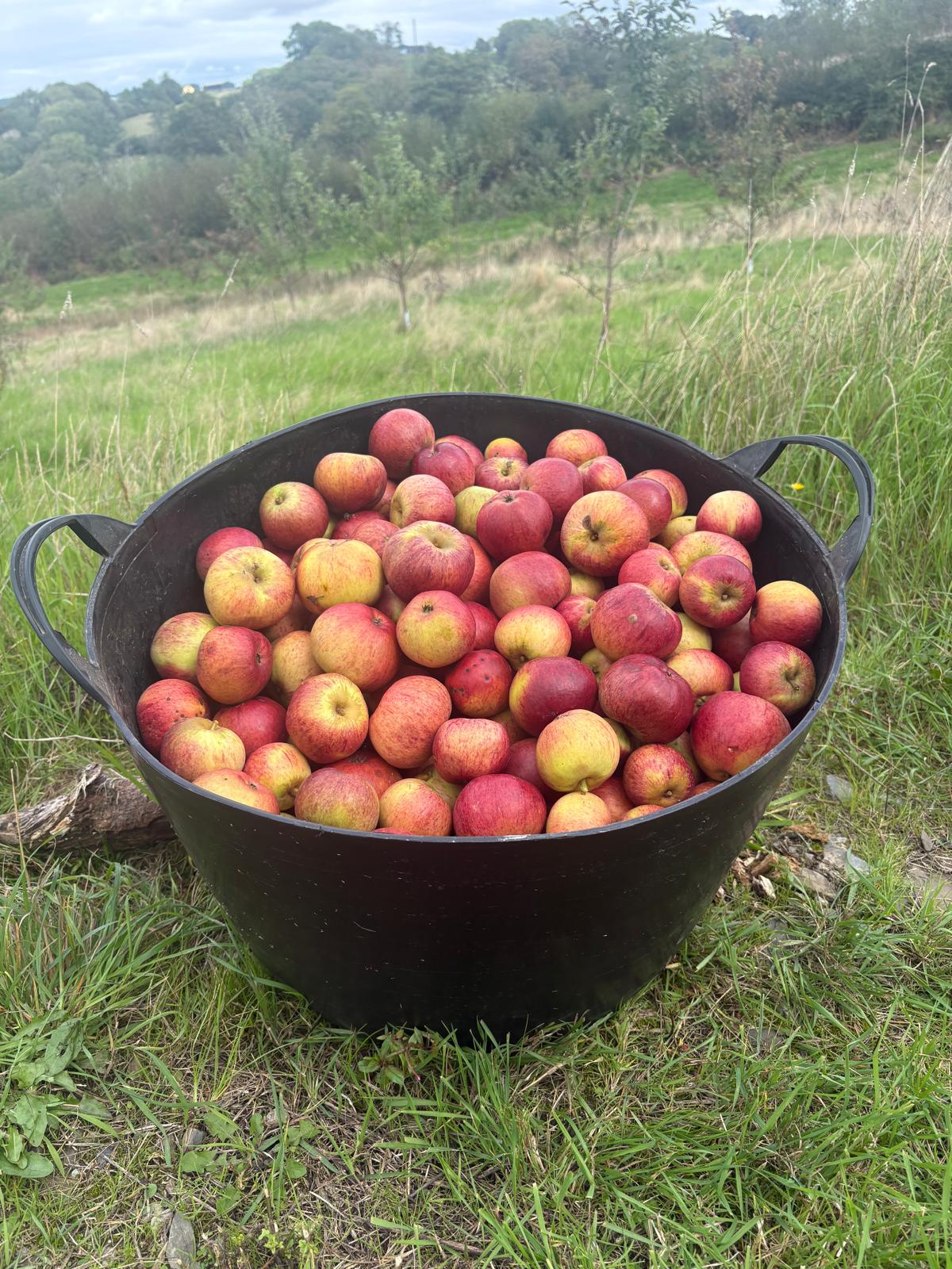Autumn Harvest Season at Brecon Oak - Brecon Oak