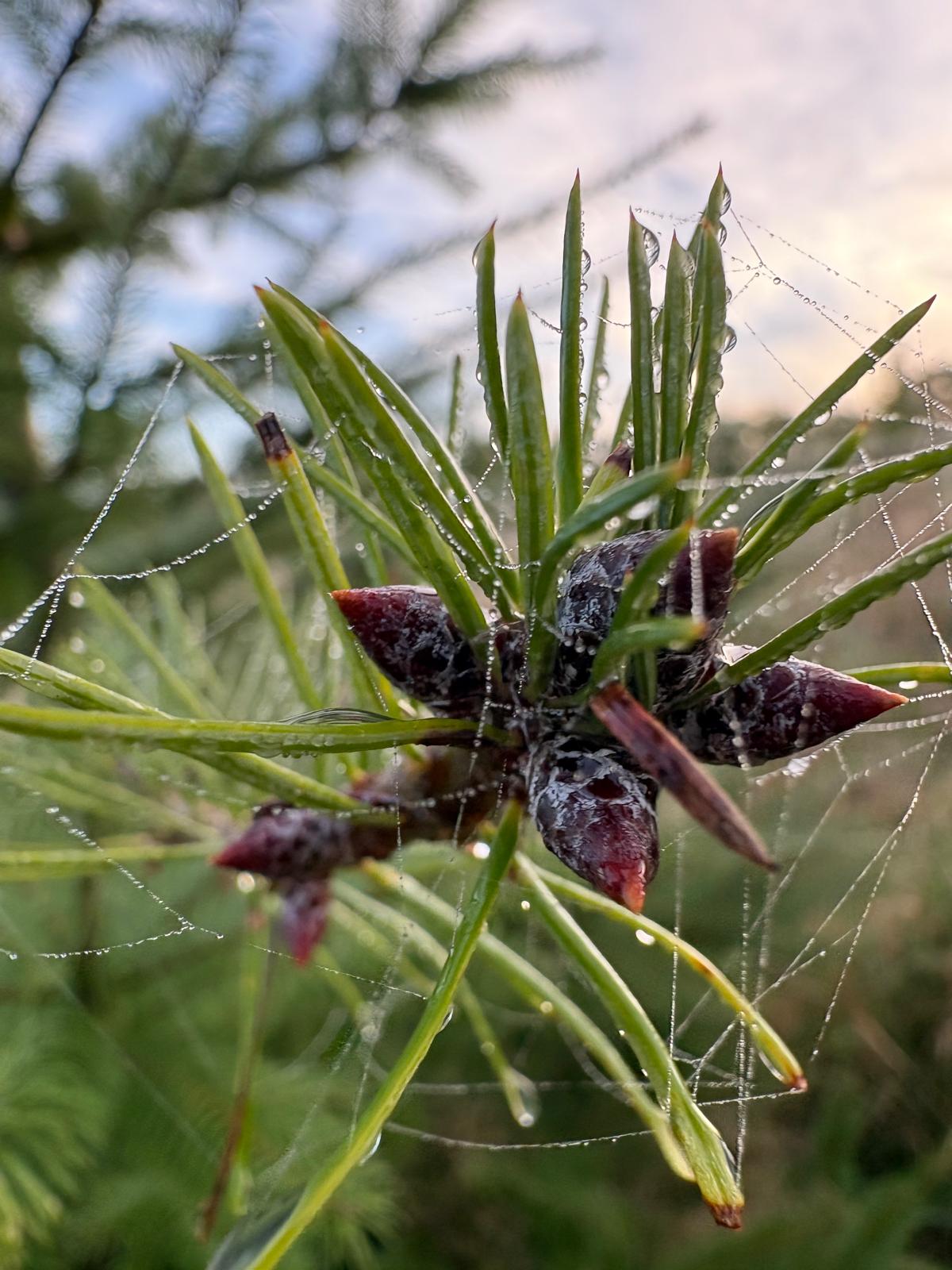 Dewdrops on spiderwebs draped across fresh conifer pine bud in Carmarthenshire
